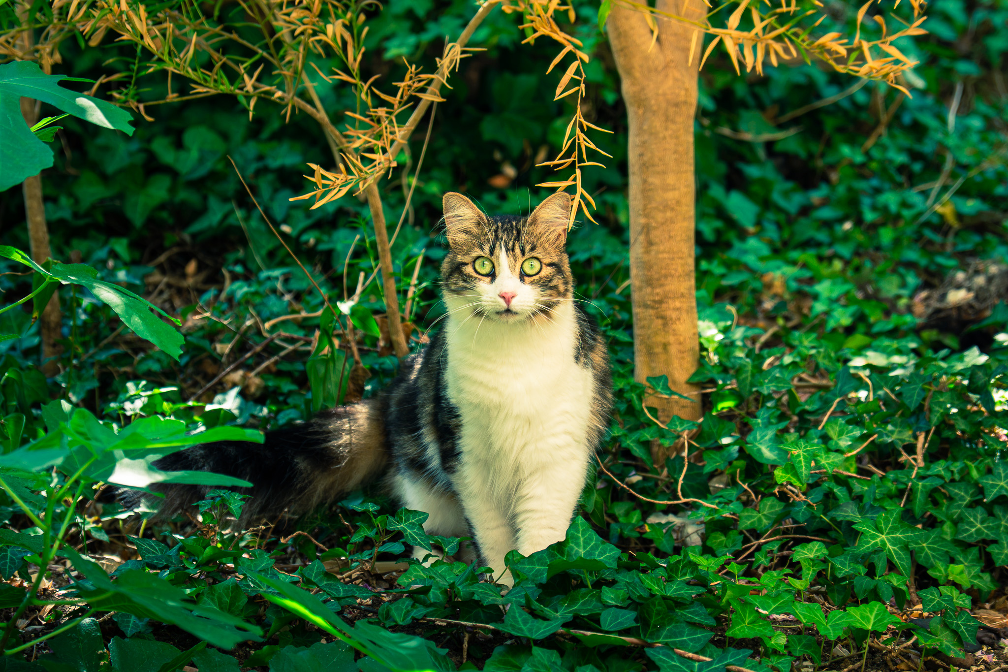 Animalière