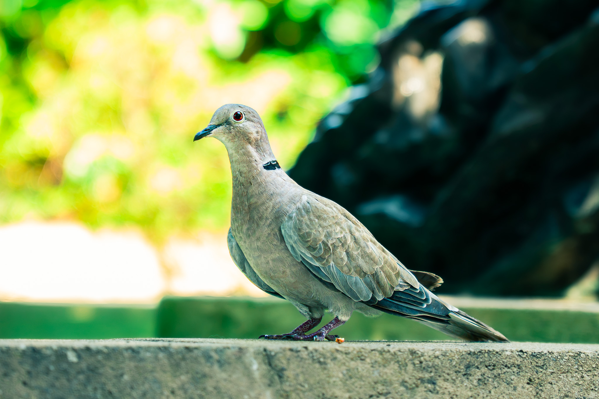 Animalière