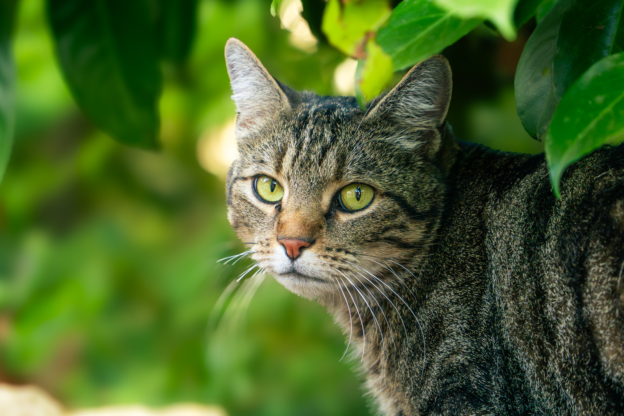 Animalière