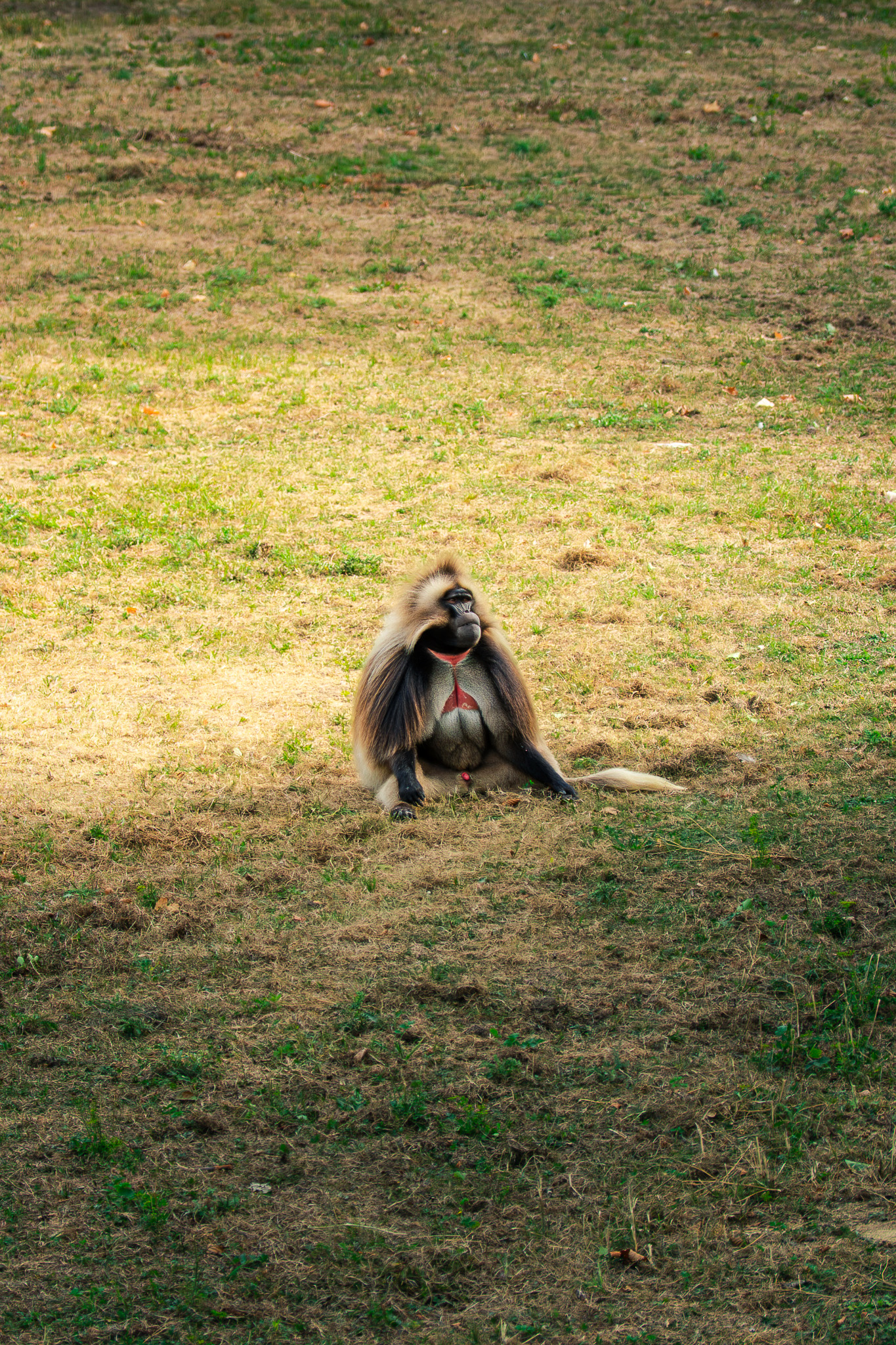 Animalière