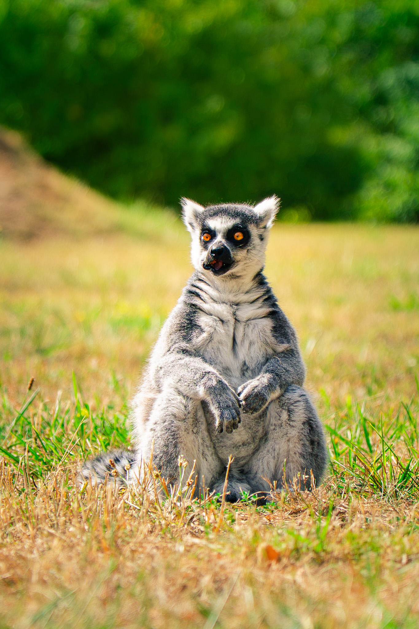 Animalière