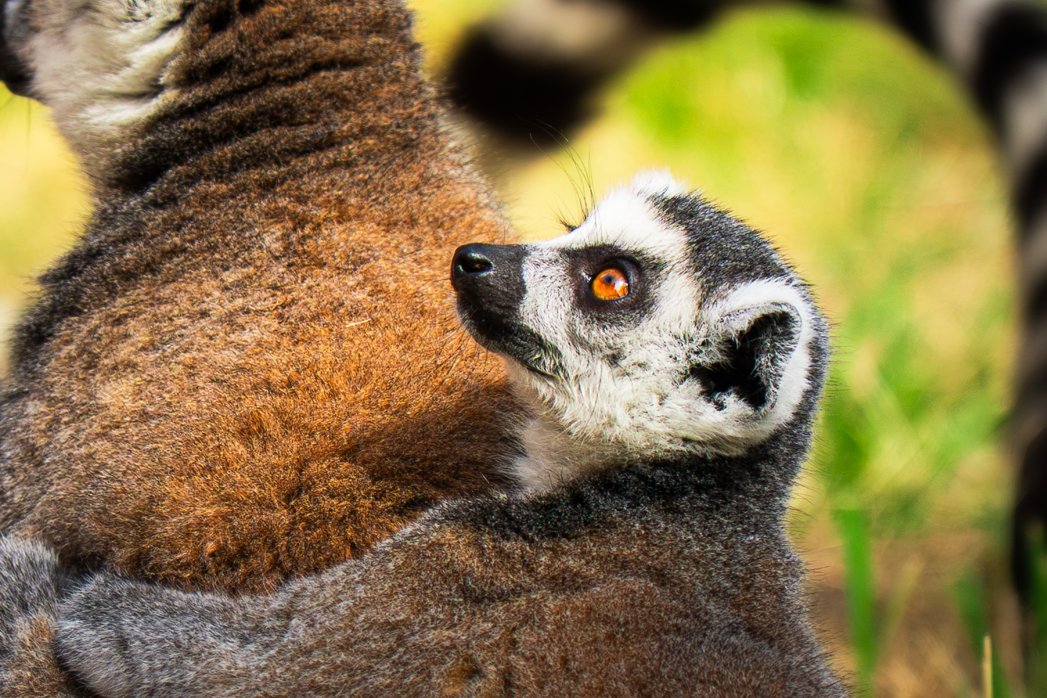 Animalière