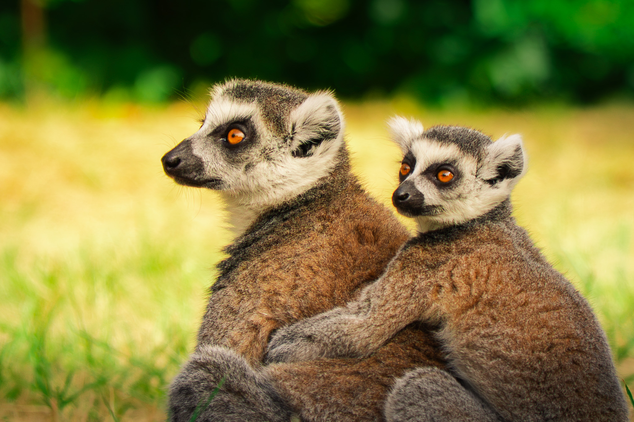 Animalière
