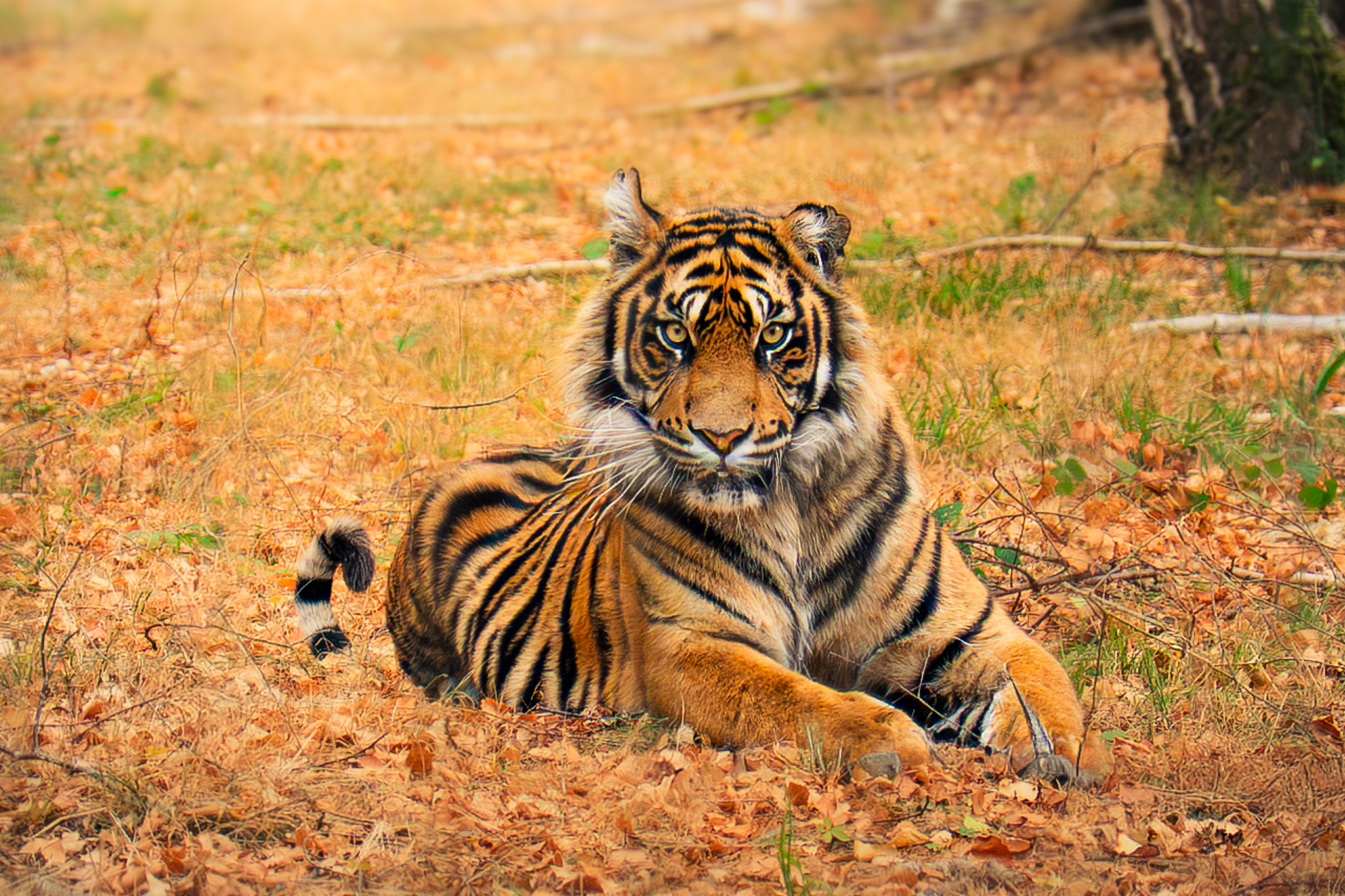Animalière