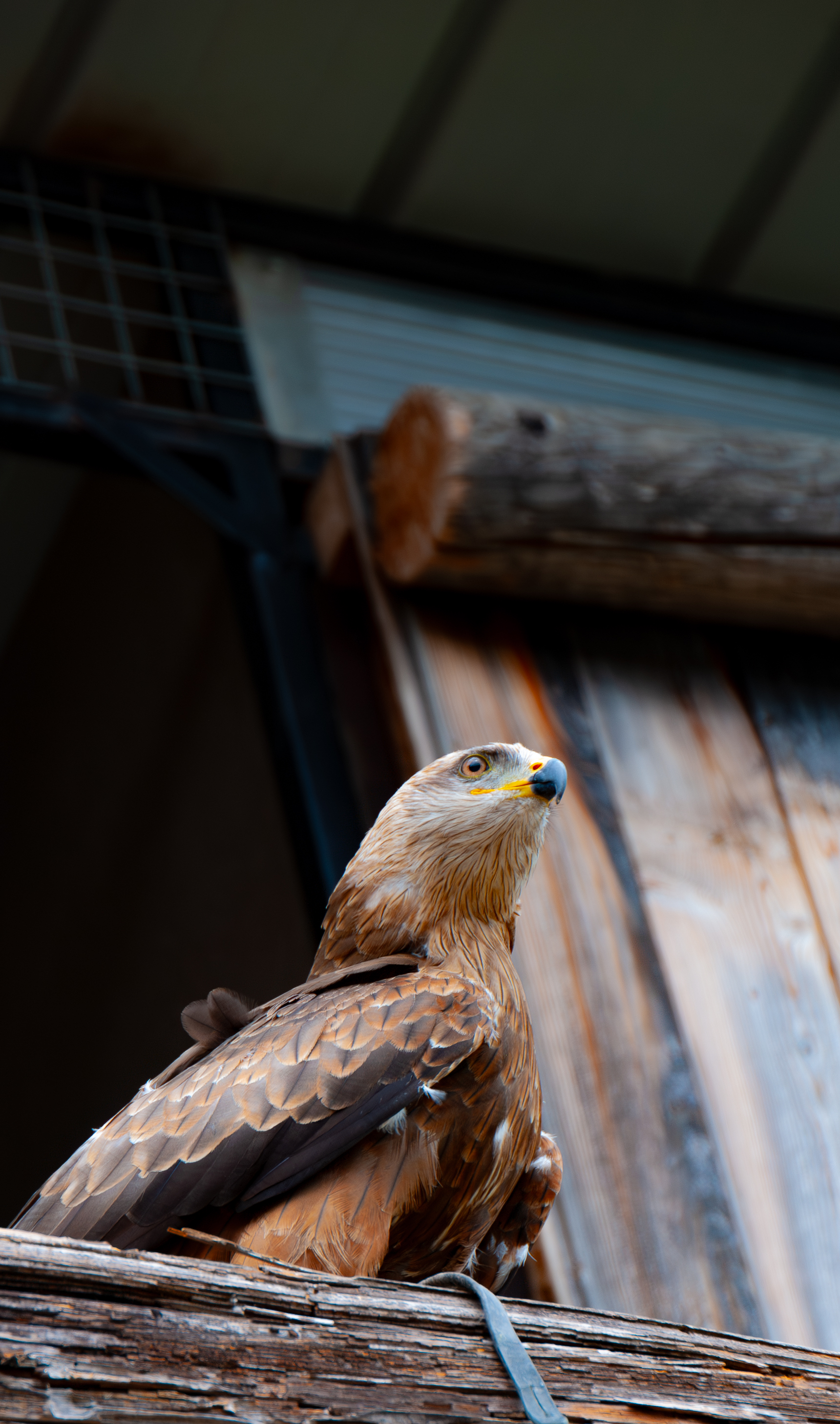 Animalière